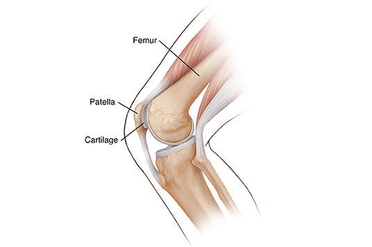 Knee Illustration